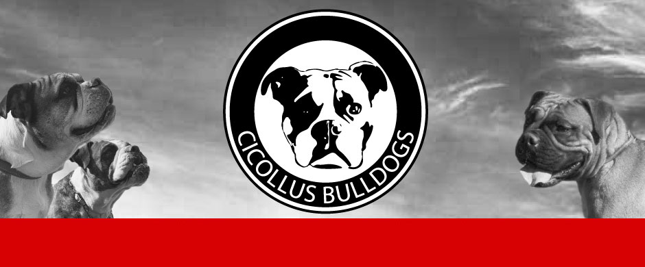 CICOLLUS BULLDOGS